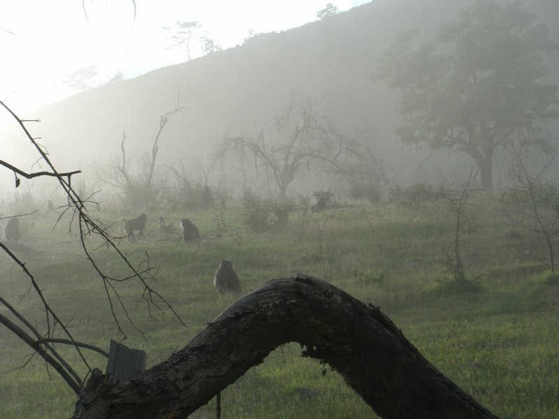  Baboons in the mist...