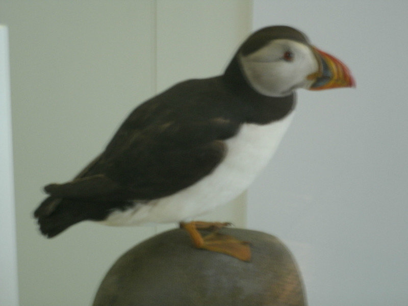 Opgezette puffin, Ulster Museum