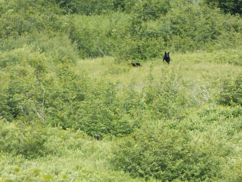 Zwarte beren tijdens wandeling