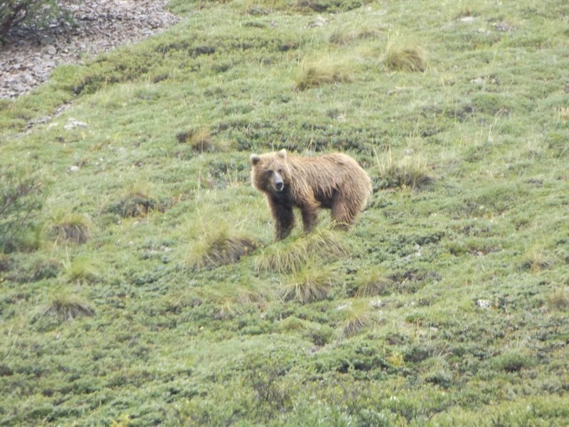 Grizzly in Denali NP