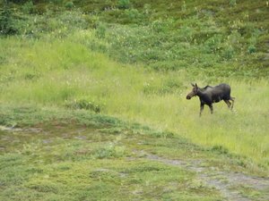 Eerste eland net buiten Anchorage