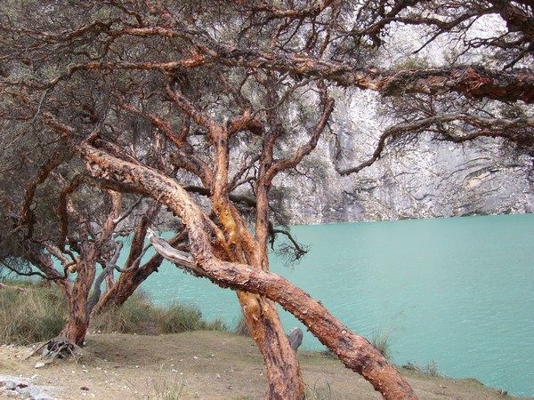 The turquoise lake and a peeling tree