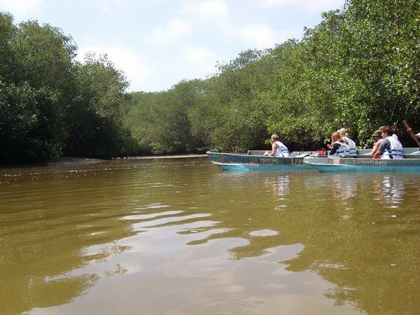 In the mangroves