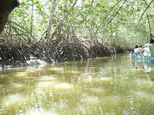 In the mangroves (2)