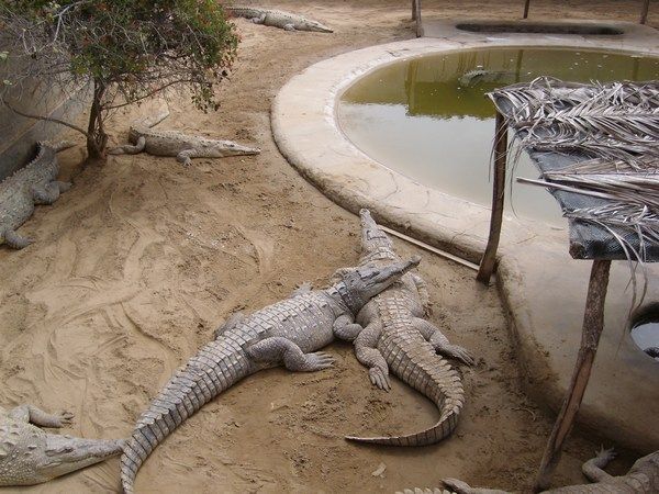 The crocodile sanctuary