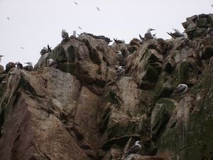 Gulls amongst others