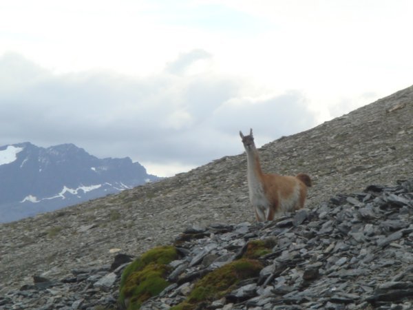 End of the World Guanaco