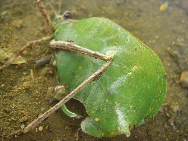 Leafy Bug