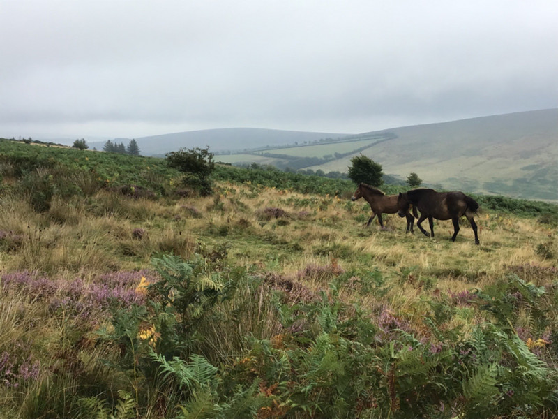 Couple of Exmoor ponies.