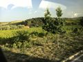 Vineyards from our bus.