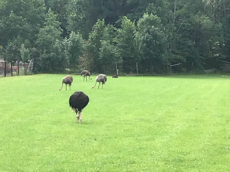 There has to be ostriches, doesn’t there.