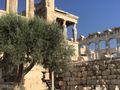 Good shot of the olive tree, Erqchtheion and the Parthenon.