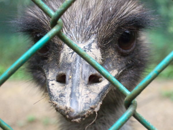 Emu at the Bird Park
