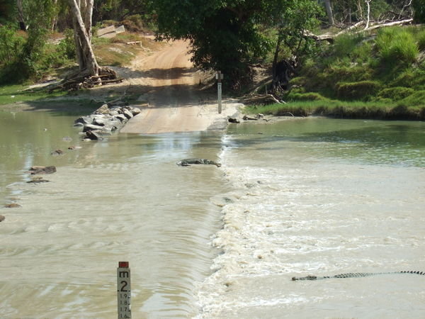 Wild Crocodiles at Cahill's Crossing
