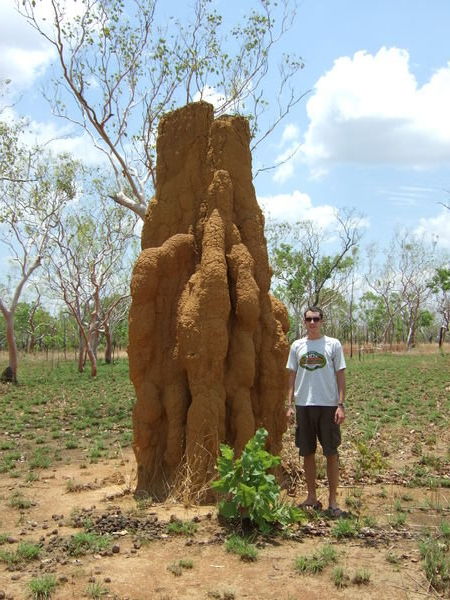 Giant Termite mounds!