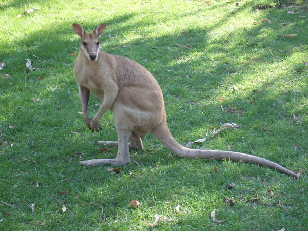 A kangaroo! Or maybe it's a wallabie...