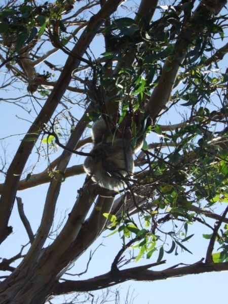 Wild Koalas along (you guessed it!) The Great Ocean Road!