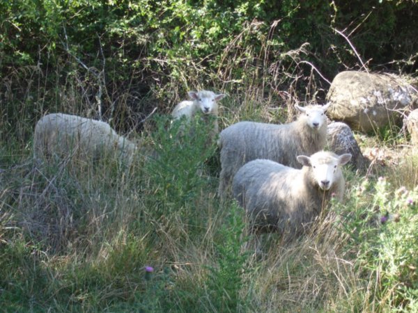 We shared the night with these sheep in their paddock!