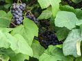 Ripe Grapes on the Vine