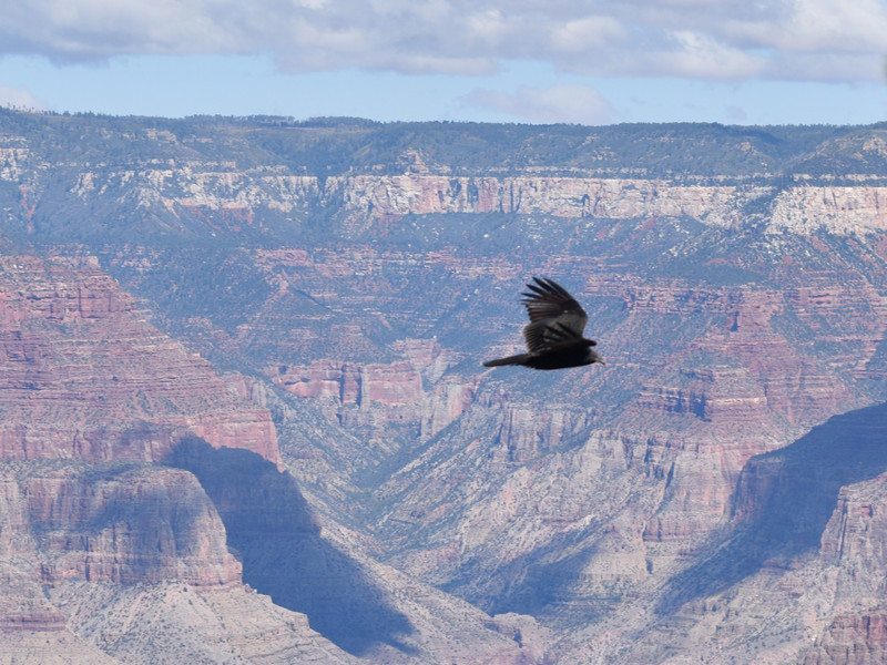 We saw lots of ravens; some were soaring through the sky below us in the canyon.