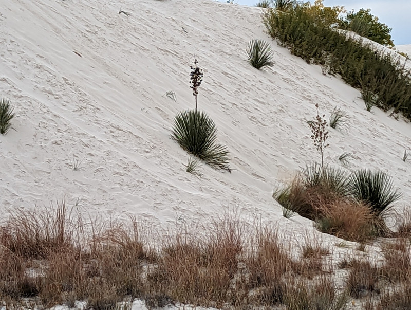 The steep slopes here are surprisingly firm and stable, and the gypsum sand has a texture completely different than beach sand, which is mostly quartz. 