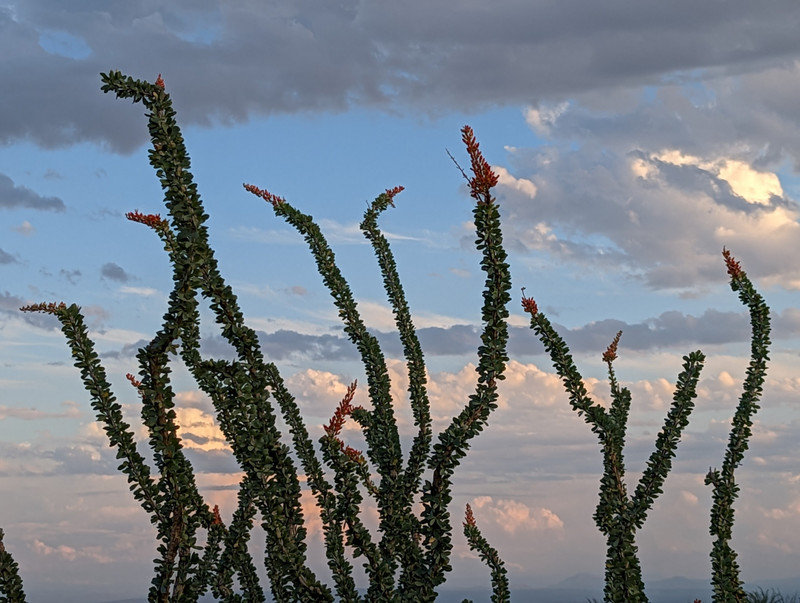 and ocotillo, which I was surprised to learn was closer to a succulent than a cactus and is closely related to a blueberry bush!