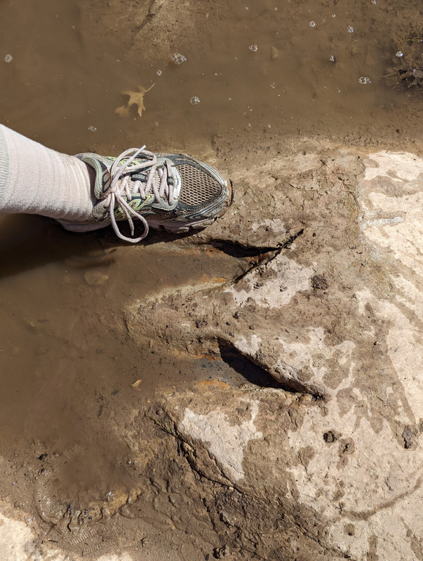 Its feet had three clawed toes. From skeletons, scientists know it had razor-sharp teeth.