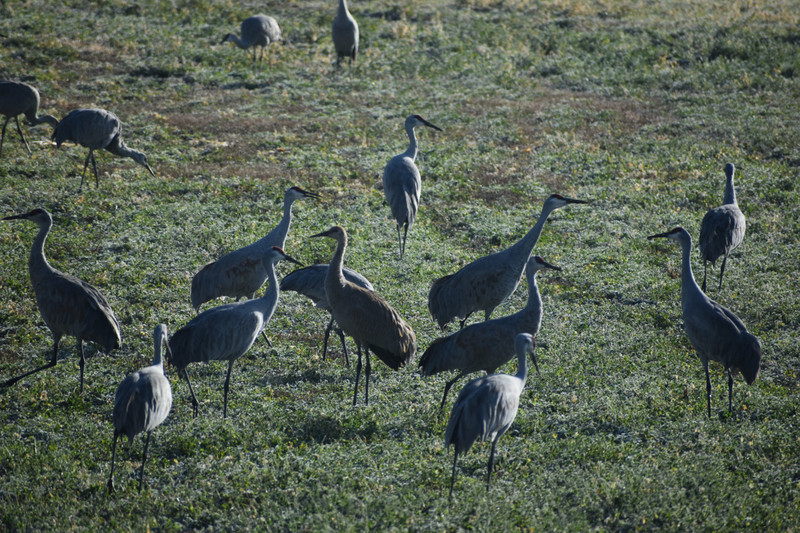 when we encountered a whole flock of Sandhill Cranes!