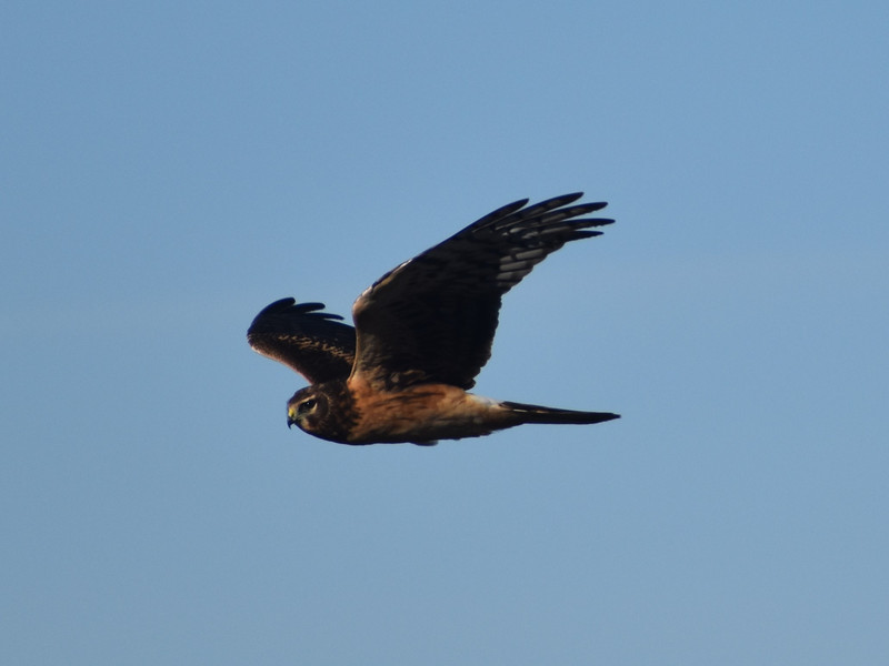 A Northern Harrier at the Bear River Migratory Bird Refuge.