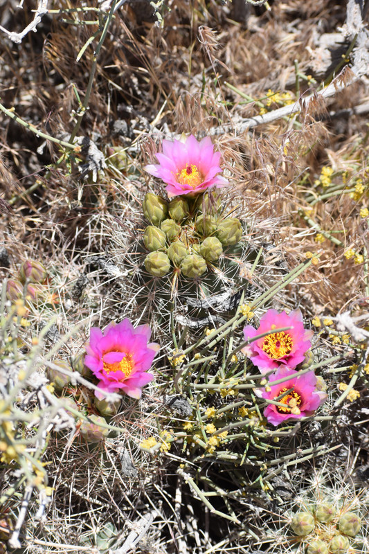 and then a blooming Hedgehog Cactus.