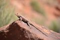 This collared lizard even posed for me.