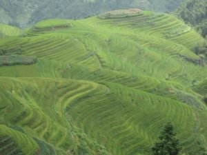 Ping An Rice Terraces