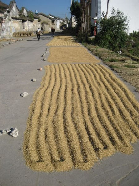 Xizhou (喜洲) Rice