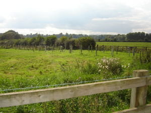 a field near the farmshop.