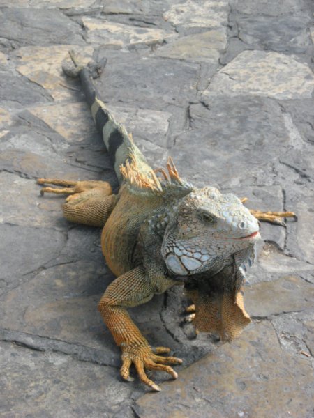 Iguana redux