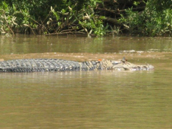 The real Manu River monster - a black cayman | Photo