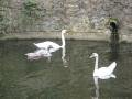 Swans by the Church of Peace