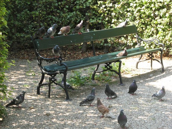 Pigeon Bench
