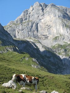 Cow, with Bell