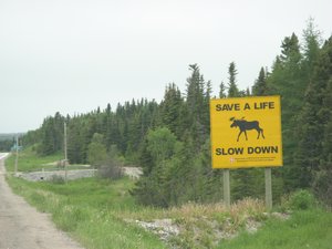 Beware of Moose!