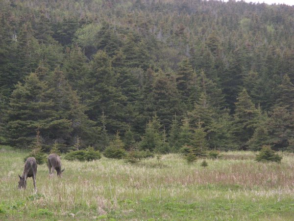 Moose Visitors