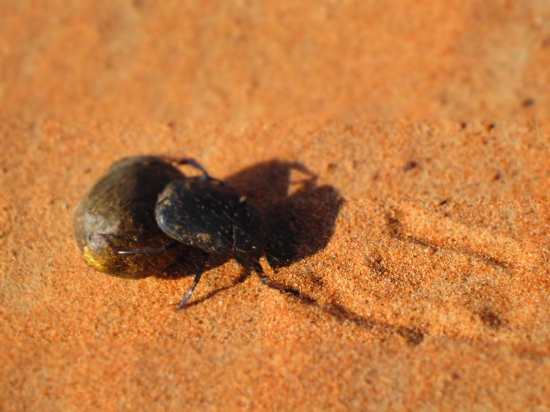 Happy Dung Beetle