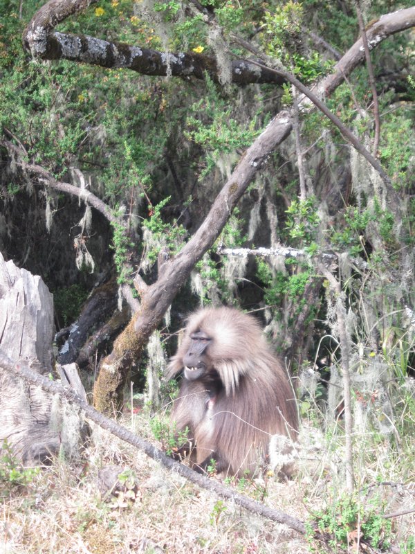First Baboon Sighting!