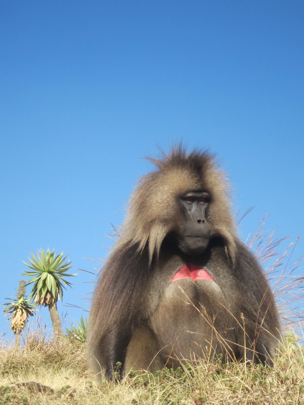 Baboon Up Close and Personal