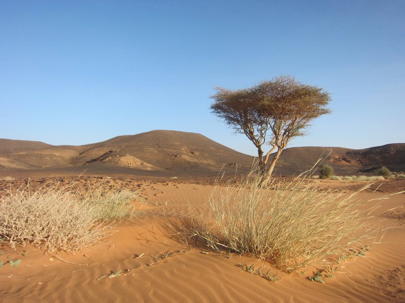 Sudanese Landscape