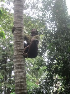 Climbing a Coconut Tree