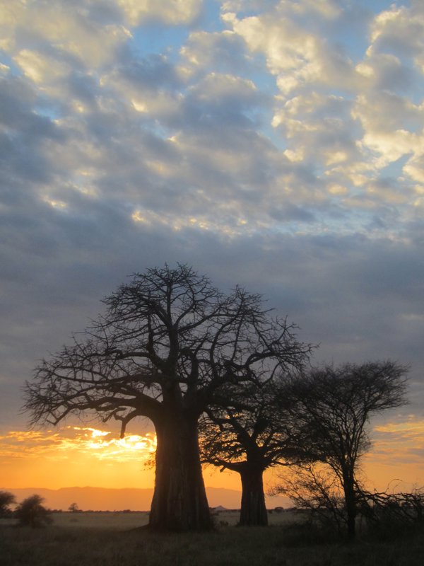 Sunset on Baobab