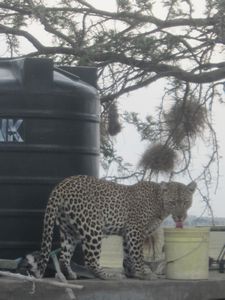 Leopard Visit