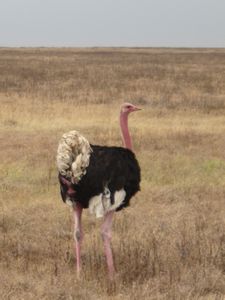 Another Ostrich.  Are you following me?