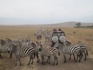 Zebra Traffic Jam